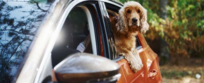 dog car window