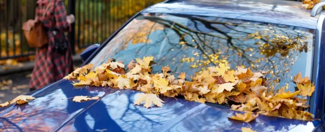 leaves-on-car