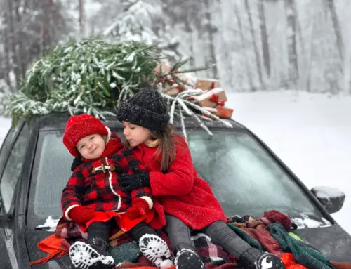 Sonoma County Guide to Getting Your Christmas Tree Home Safely